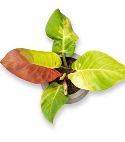 Philodendron 'Red Moon' indoor plant