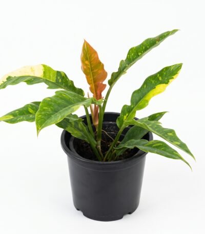 Philodendron 'Ring of Fire' indoor plant