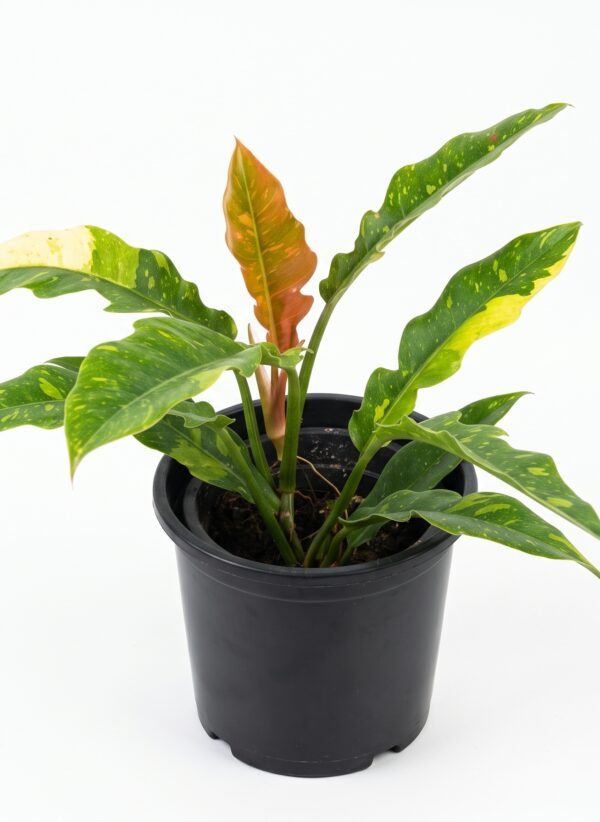 Philodendron 'Ring of Fire' indoor plant