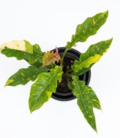 Philodendron 'Ring of Fire' indoor plant
