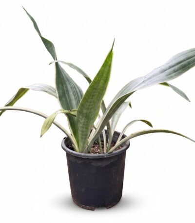 Snake Plant 'Sayuri' Sansevieria