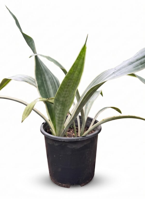 Snake Plant 'Sayuri' Sansevieria