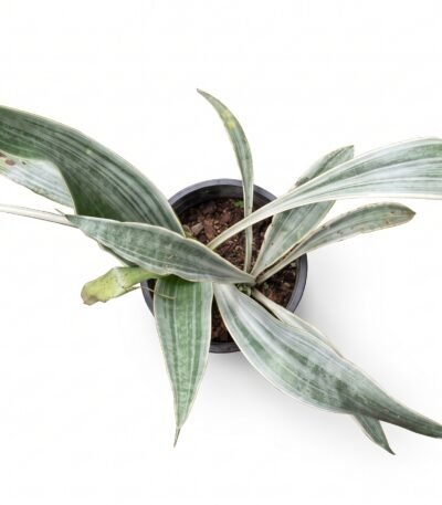 Snake Plant Sayuri Sansevieria close-up