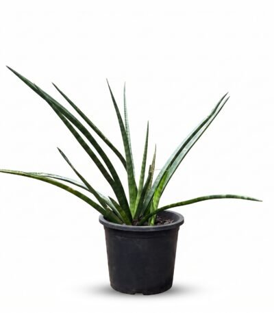 Sansevieria Fernwood Mikado plant