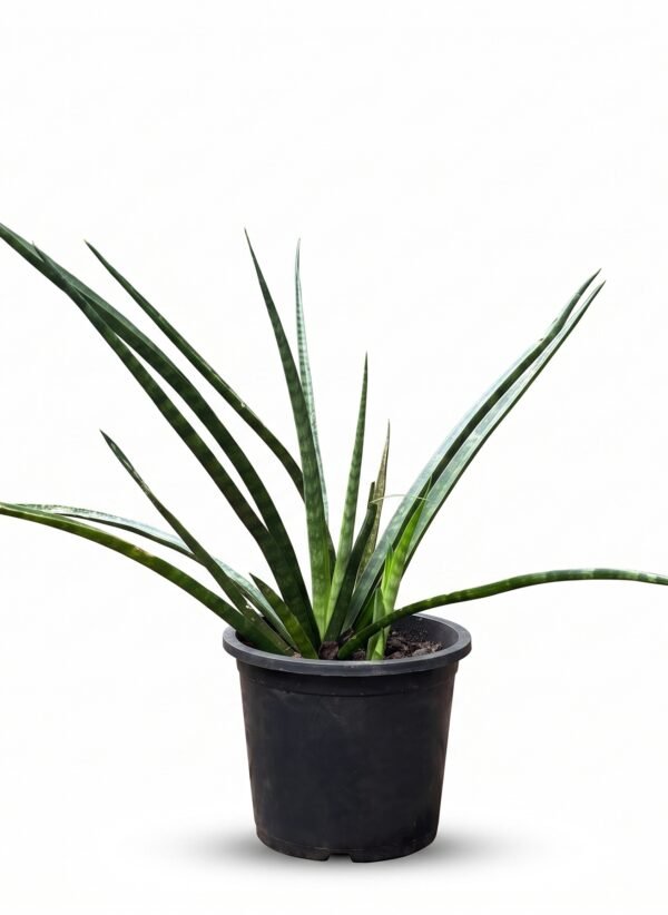 Sansevieria Fernwood Mikado plant