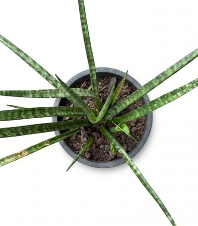 Sansevieria Fernwood Mikado close-up