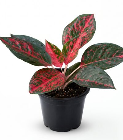 Super Stor indoor plant