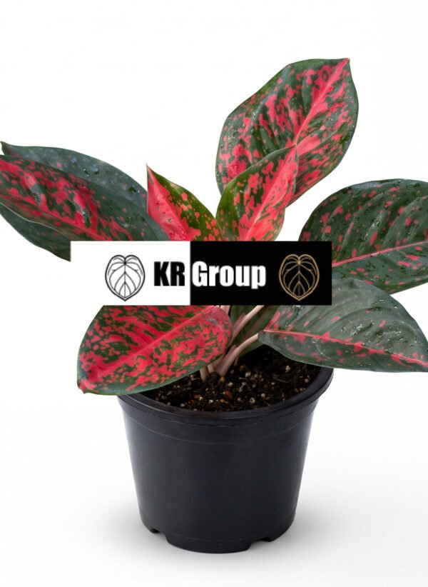 Super Stor indoor plant