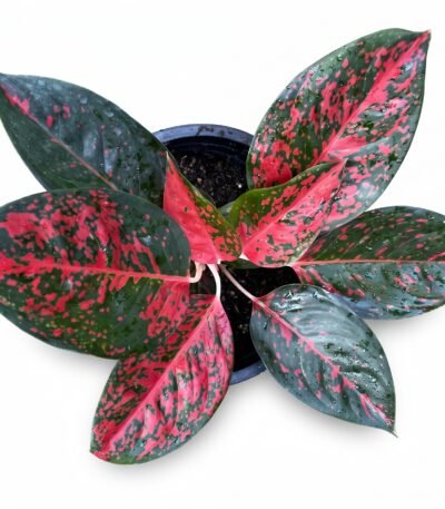 Super Stor indoor plant