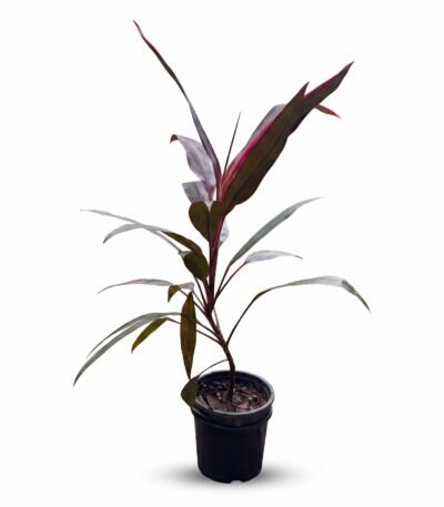 Ti Plant indoor plant