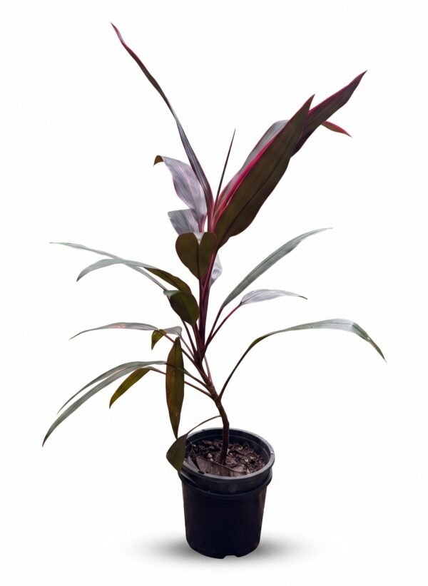 Ti Plant indoor plant