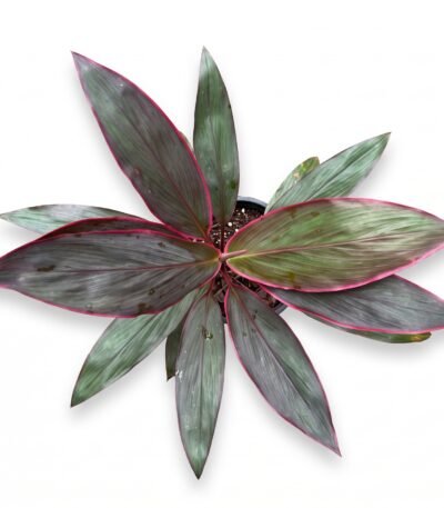 Ti Plant indoor plant