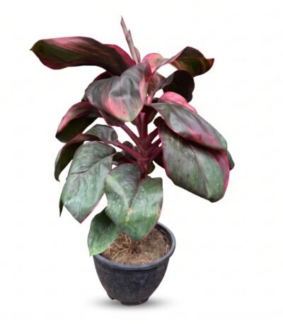 Ti Plant (Cordyline Fruticosa) indoor plant