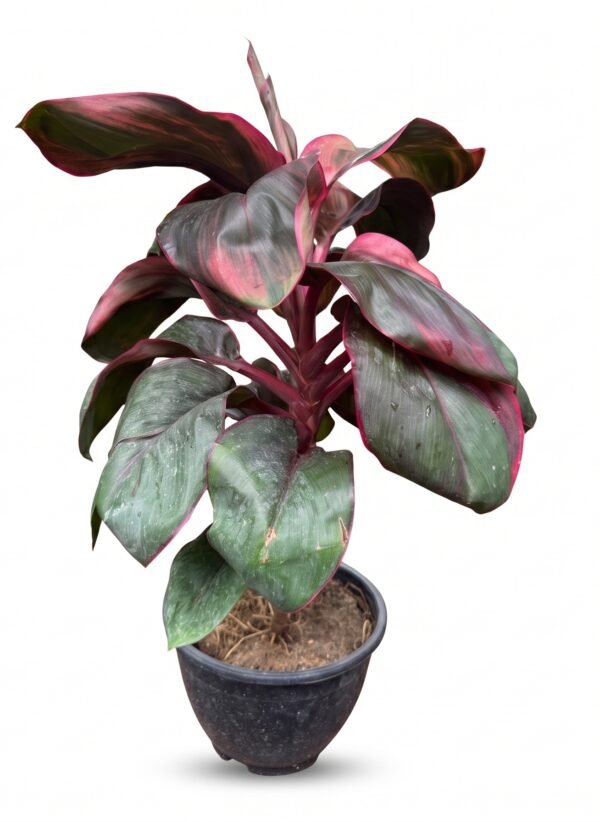 Ti Plant (Cordyline Fruticosa) indoor plant