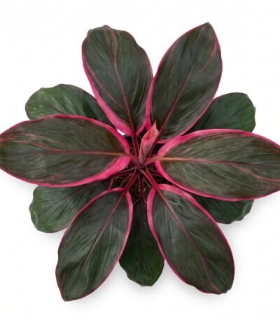 Ti Plant (Cordyline Fruticosa) indoor plant