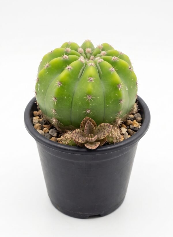 Trichocereus Pasacana f. Brevispinus Mini