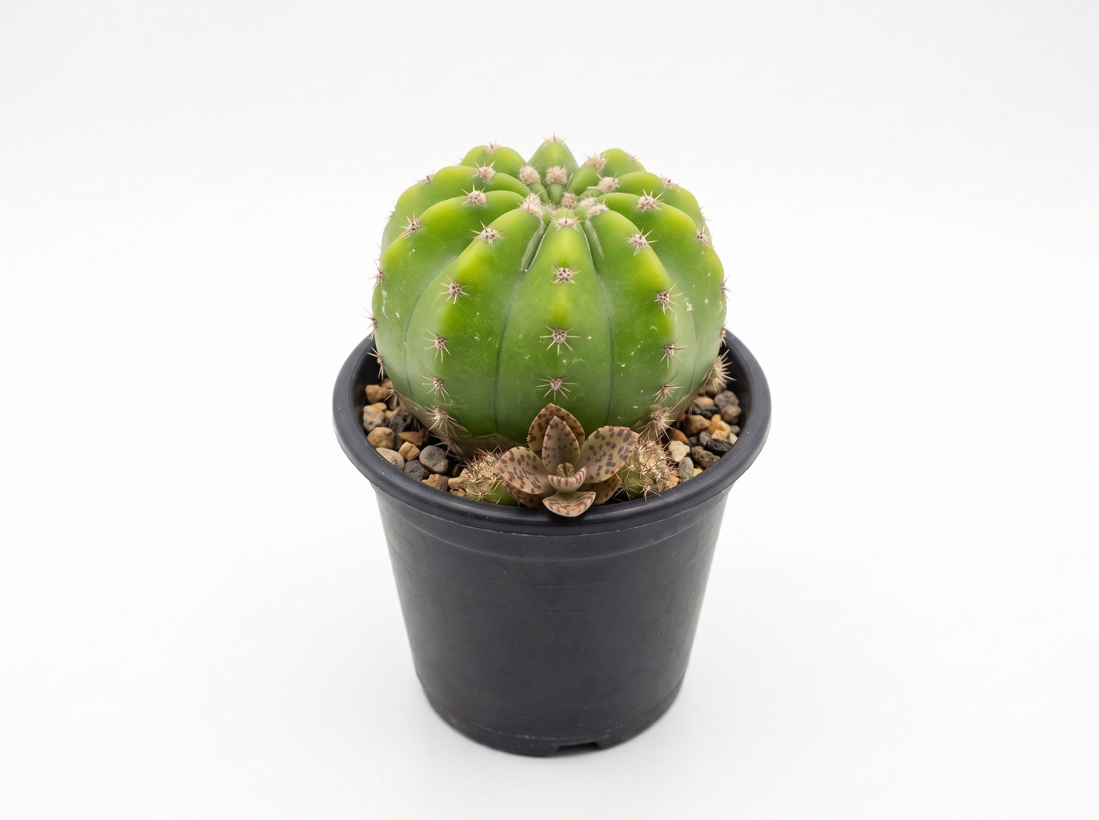 Trichocereus pasacana f. brevispinus mini 1 Trichocereus Pasacana f. Brevispinus Mini - Image 1