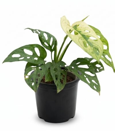 Variegated Monstera Adansonii indoor plant