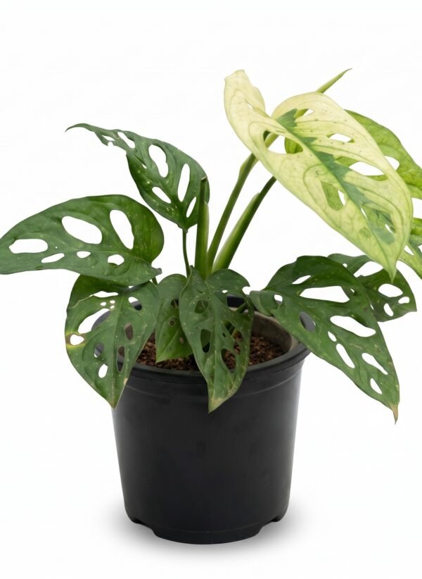 Variegated Monstera Adansonii indoor plant