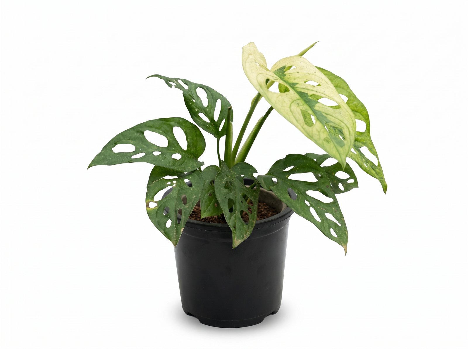 Variegated Monstera Adansonii Variegated Monstera Adansonii indoor plant