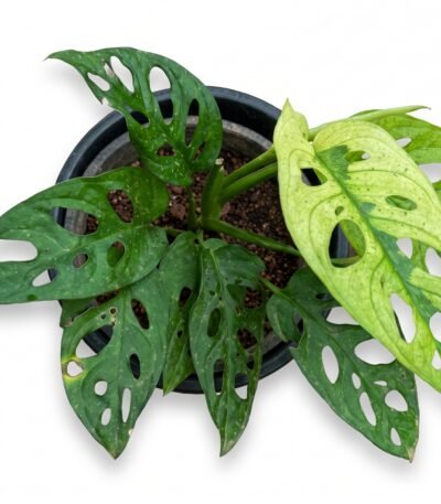 Variegated Monstera Adansonii indoor plant
