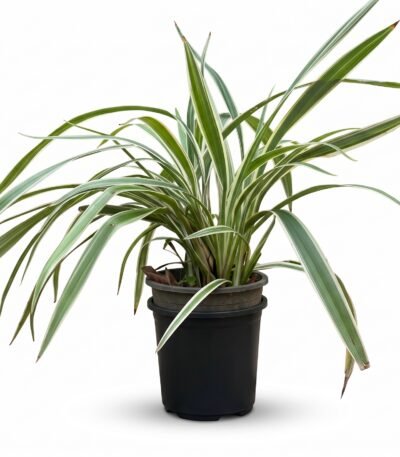 Variegated Spider Plant indoor plant