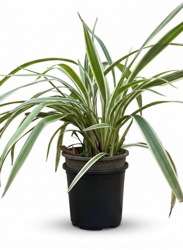 Variegated Spider Plant indoor plant