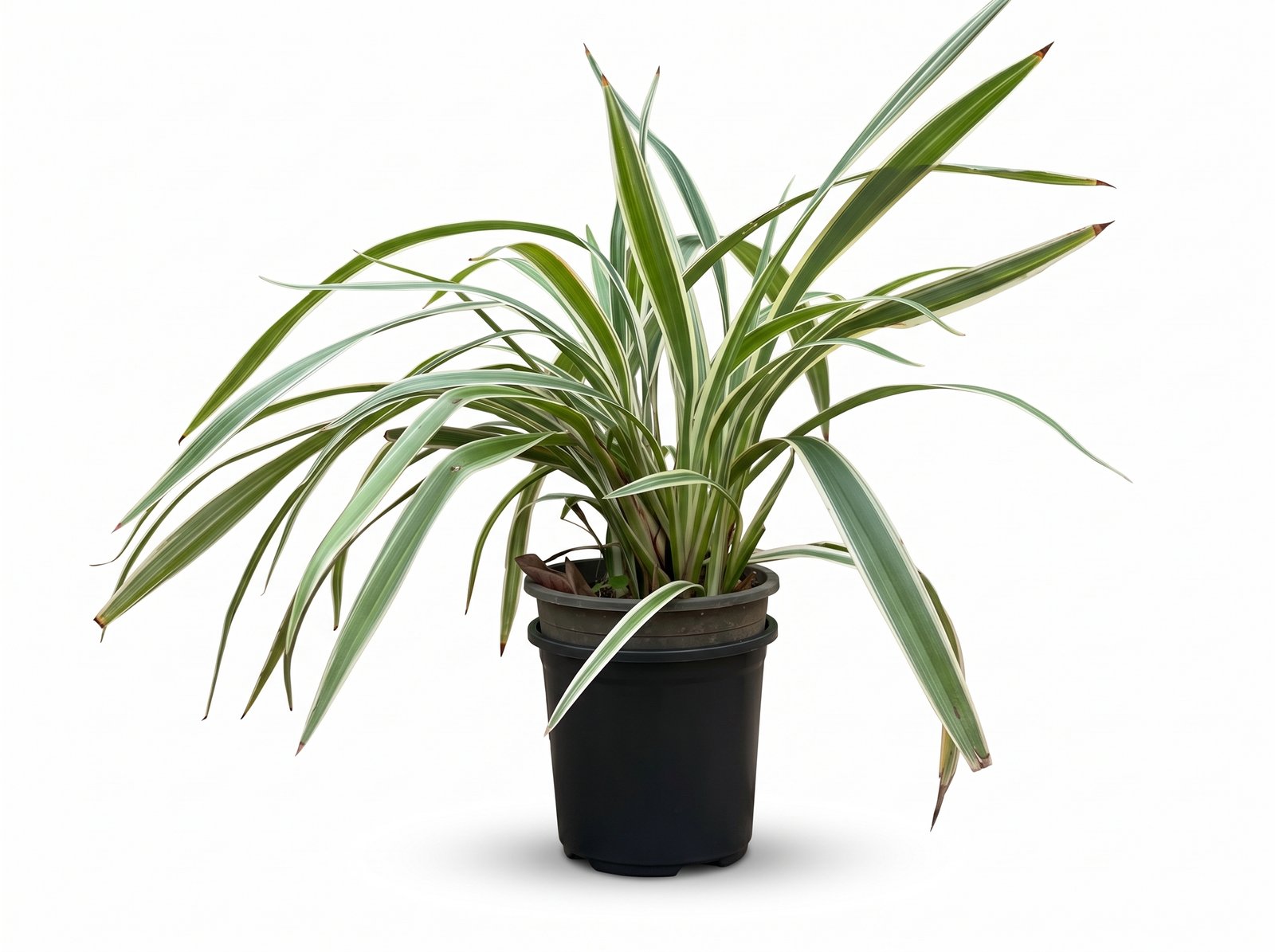 Variegated Spider Plant Variegated Spider Plant indoor plant