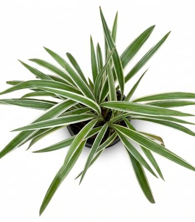 Variegated Spider Plant indoor plant