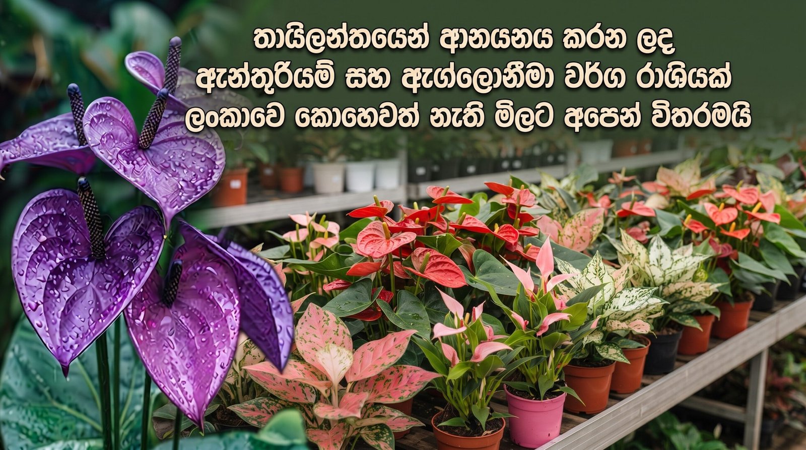 anthurium
