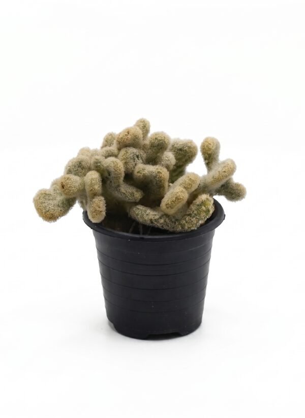 Brain Cactus