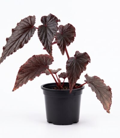Black Magic Begonia indoor plant
