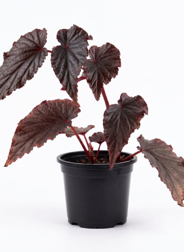 Black Magic Begonia indoor plant