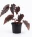 Black Magic Begonia indoor plant