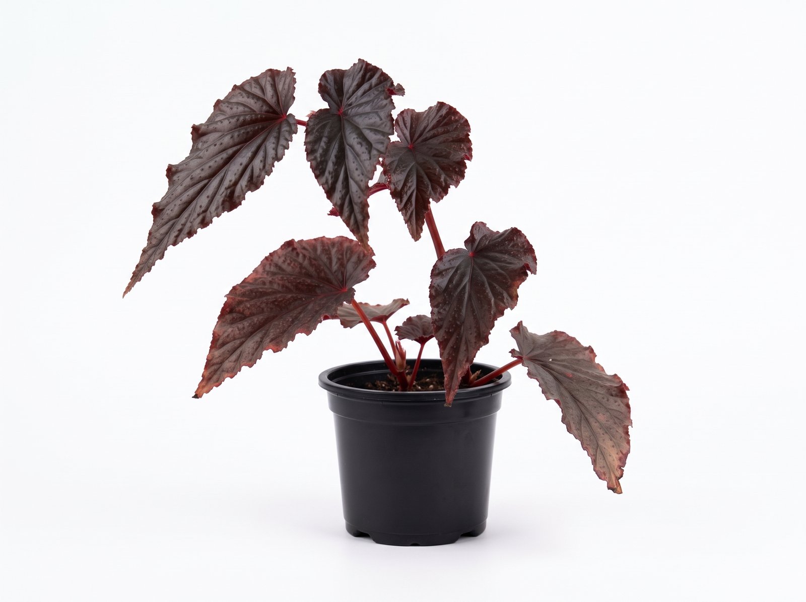 Black Magic Begonia Black Magic Begonia indoor plant
