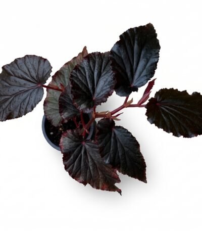 Black Magic Begonia indoor plant - view 2