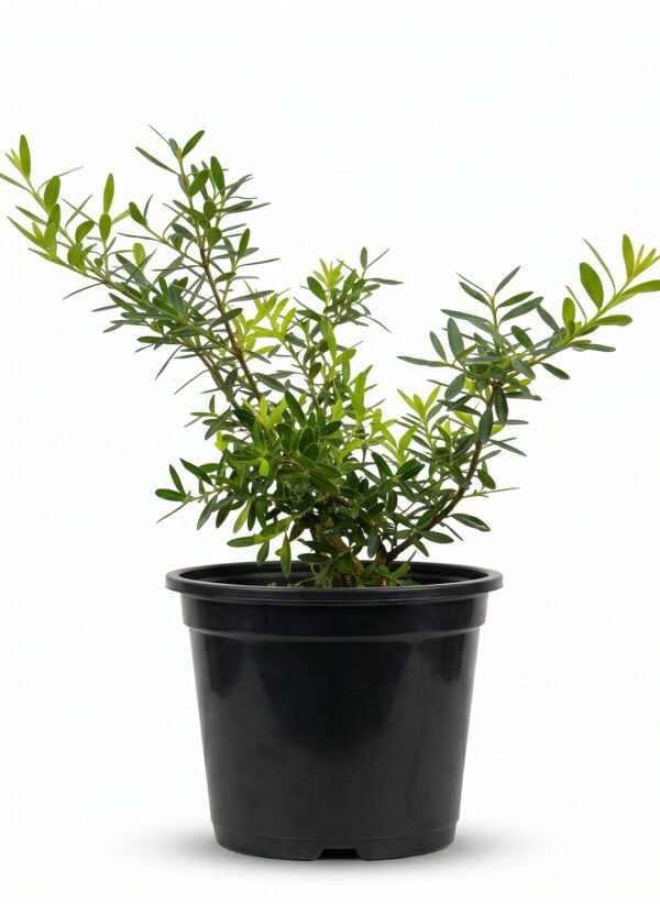 Boxwood (Buxus species)