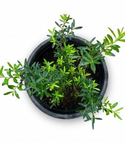 Boxwood Buxus species foliage close-up