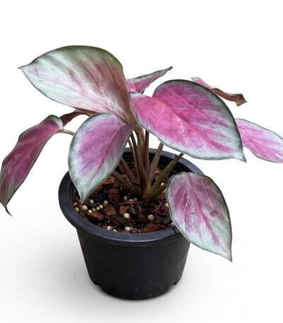 Calathea roseopicta 'Rosy' indoor plant