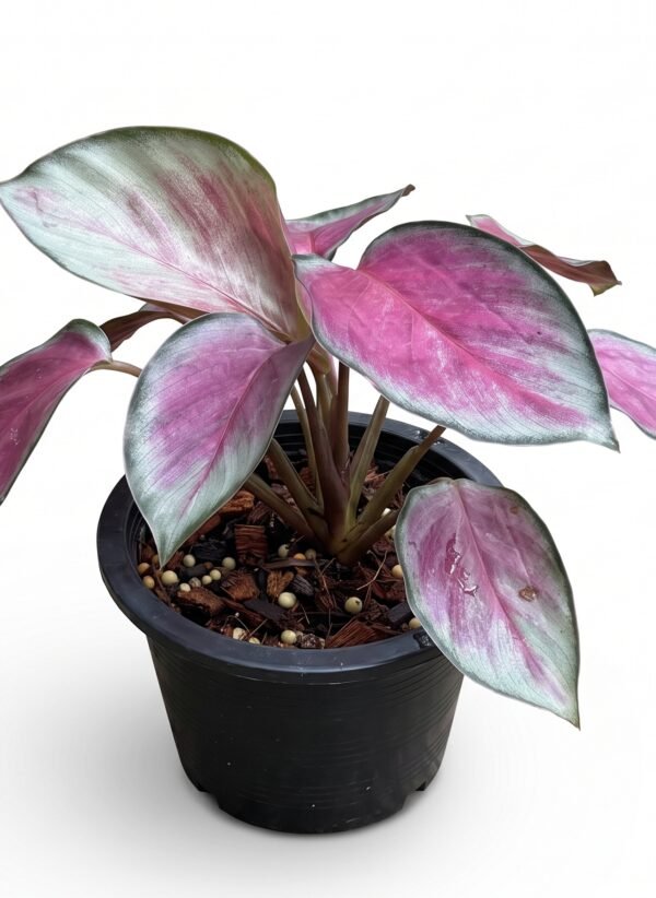 Calathea roseopicta 'Rosy' indoor plant