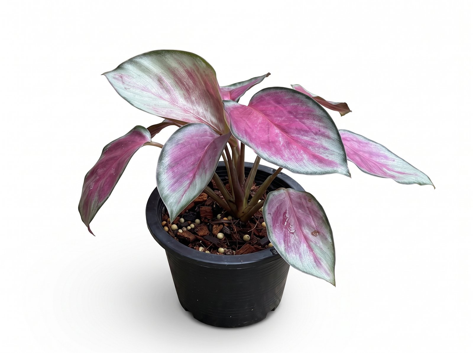 Calathea roseopicta 'Rosy' Calathea roseopicta 'Rosy' indoor plant