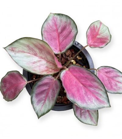 Calathea roseopicta 'Rosy' indoor plant - view 2