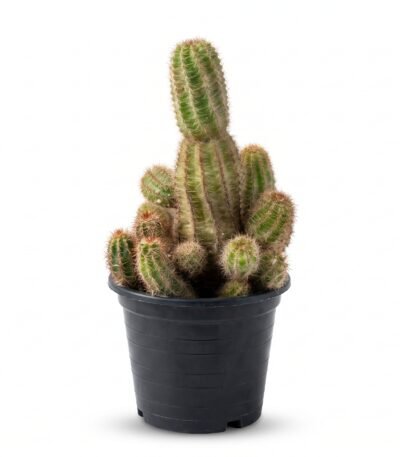 Chamaelobivia - potted cactus