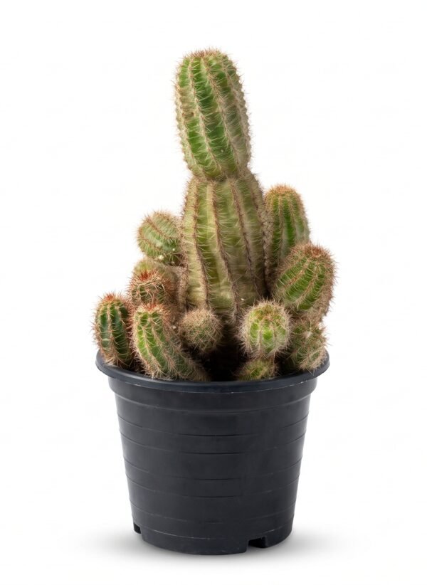 Chamaelobivia - potted cactus