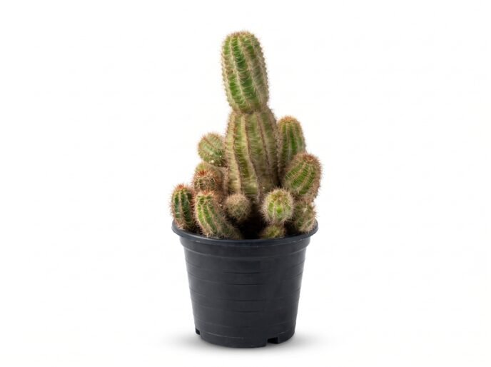 Chamaelobivia - potted cactus