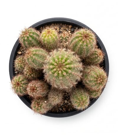 Chamaelobivia - potted cactus (view 2)