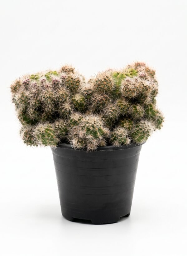 Crested Mammillaria Hybrid