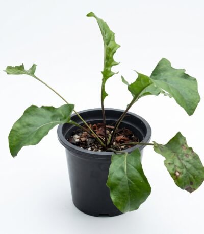 Crocodile Back Tail Plant indoor plant
