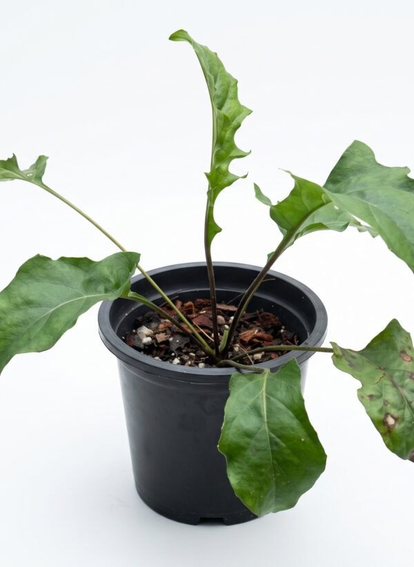 Crocodile Back Tail Plant indoor plant