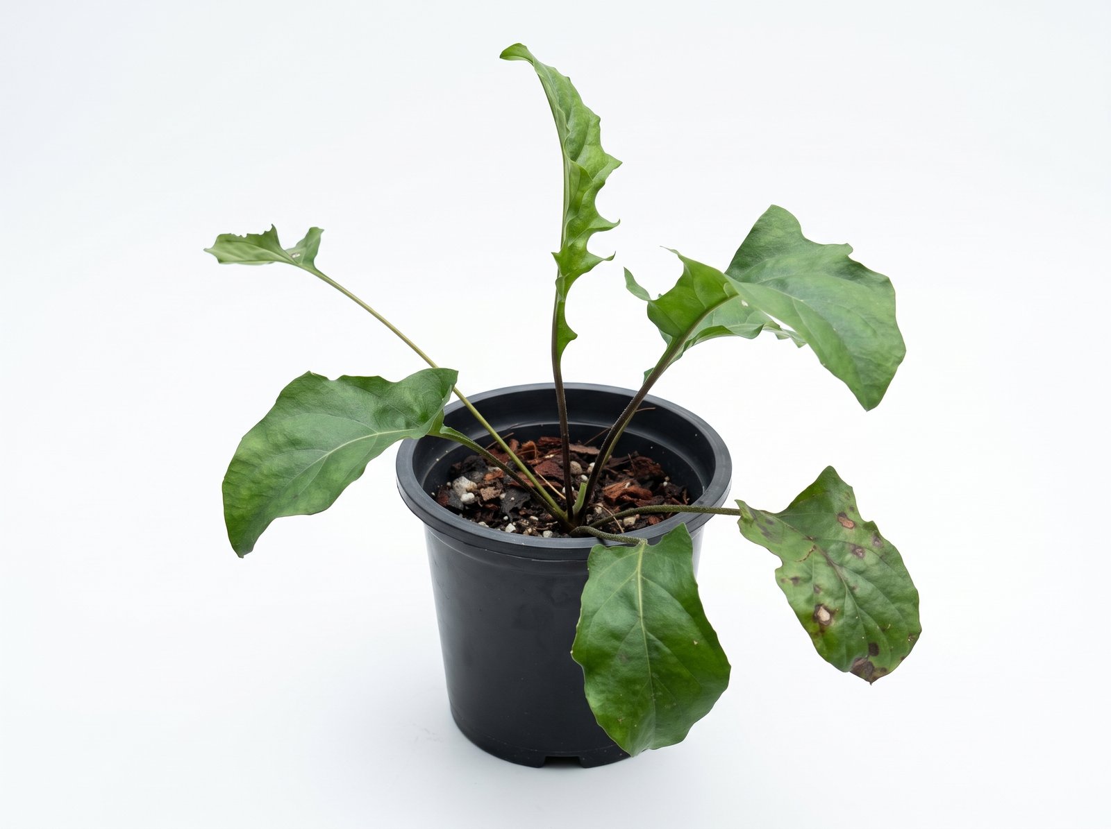 Crocodile Back Tail Plant Crocodile Back Tail Plant indoor plant